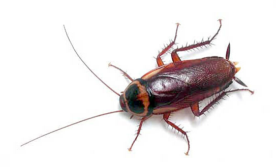 Periplaneta