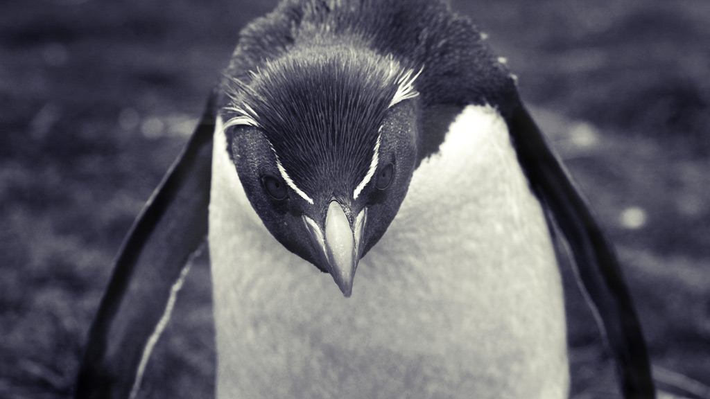 Pinguin #4Lesezeiten Winter